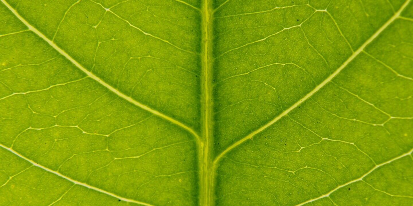 mulyadi-kIYH9ja6HhY-unsplash