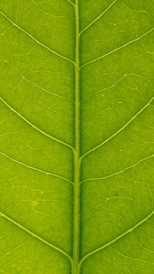 mulyadi-kIYH9ja6HhY-unsplash